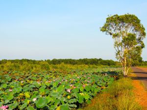 Driving along the Fogg Dam wall in the early morning