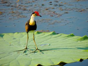 Comb Crested Jacanda