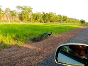 Magic on the side of the road