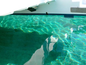 Crystal Clear waters of Watson's Bay