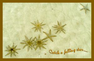 "Catch a falling star..."