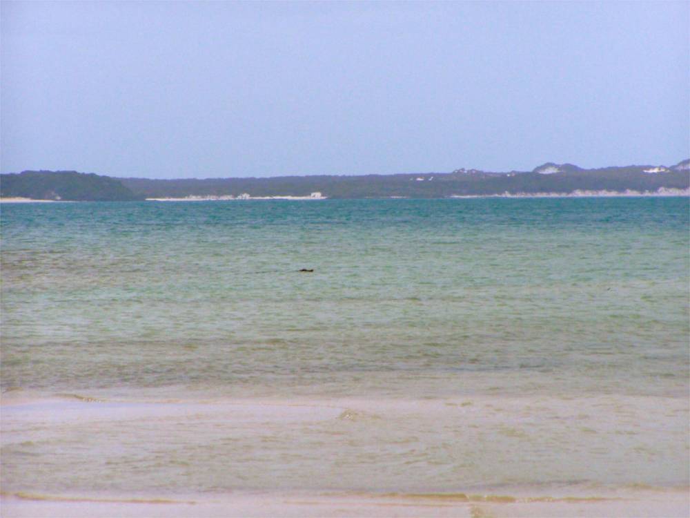 Waiting for the croc to swim away before crossing the creek.