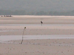 A lone Jabiru..