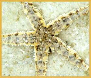 The 'Stars' of Margaret Bay