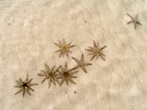 In a little part of the bay is Starfish City..