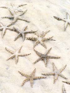 Start fish everywhere going about there business