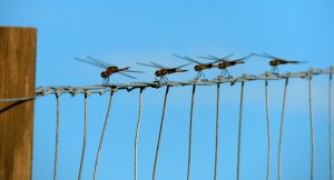 ticking off the list