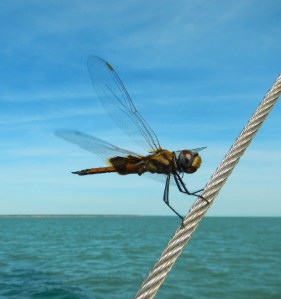 heading out to sea...