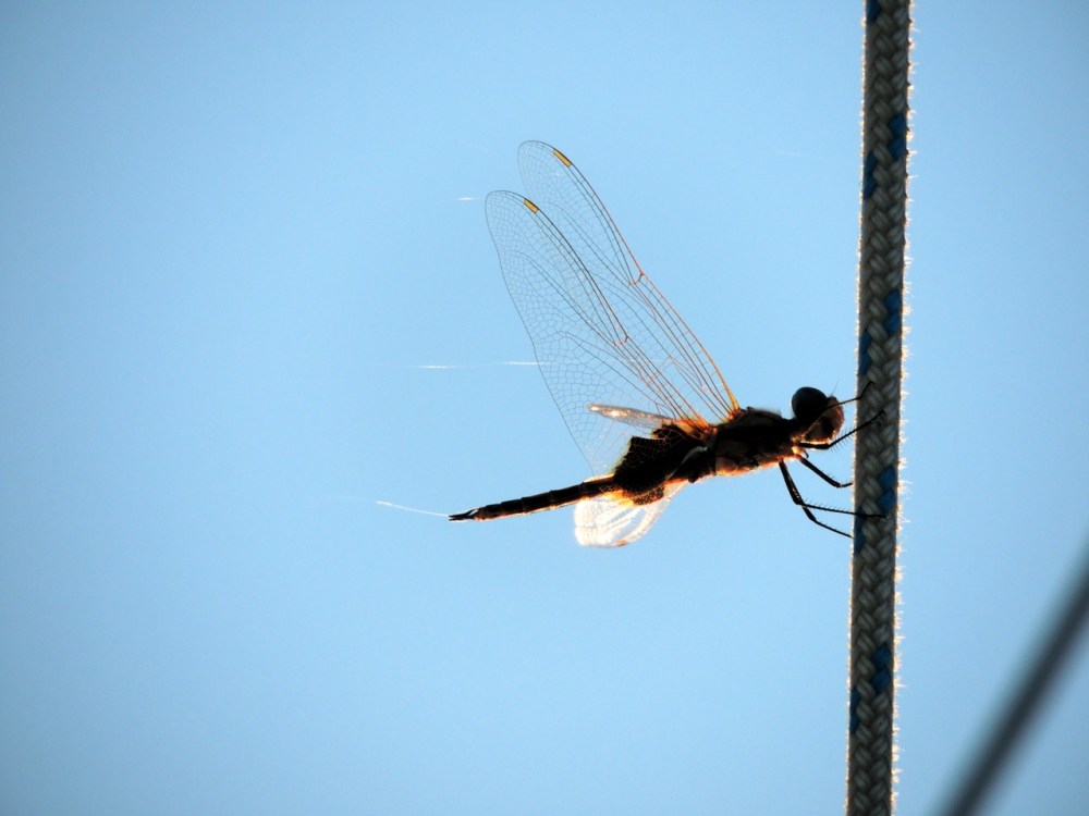 a time to open our wings