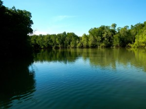 Flooded mangroves..