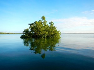 mangrove islands...