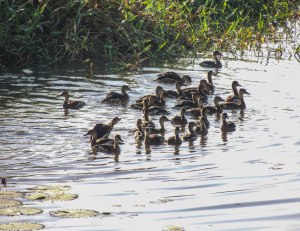 Ducks on one of the many ponds...